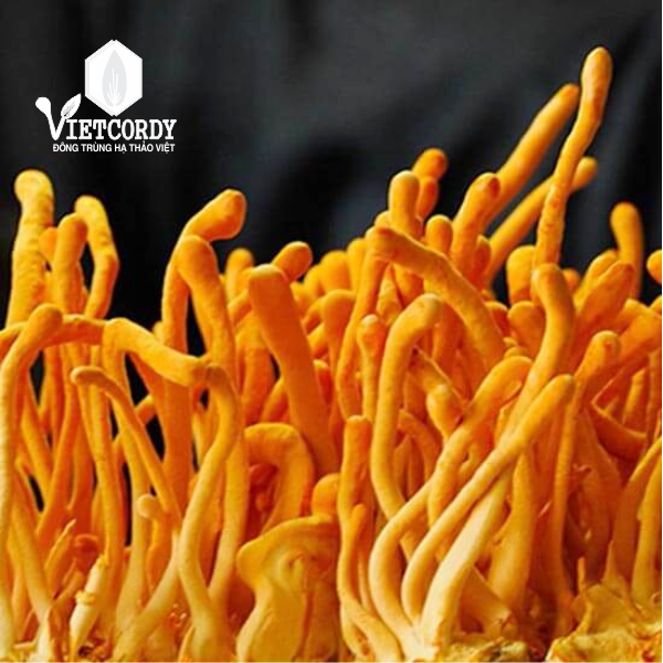 ĐTHT VIP VIETCORDY SẤY THĂNG HOA - HỘP 15 GR